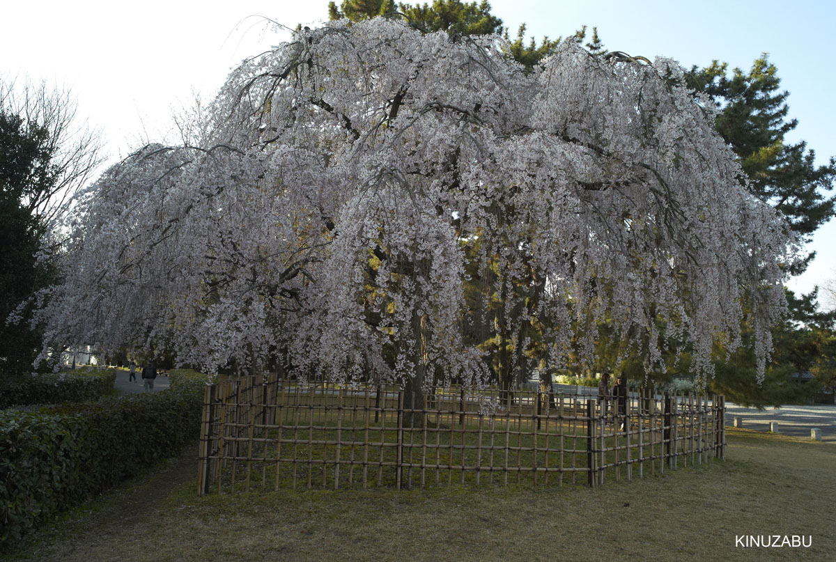2009年京都御苑の早咲きの桜