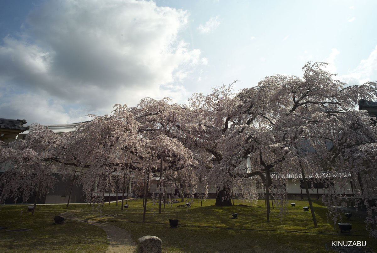2009年京都醍醐寺霊宝館の桜