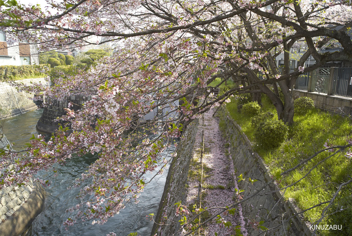2009年大津琵琶湖疏水、三井寺の桜