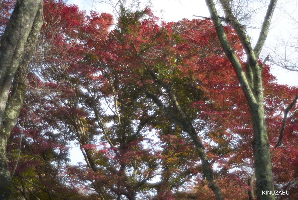 2009年三井寺の紅葉