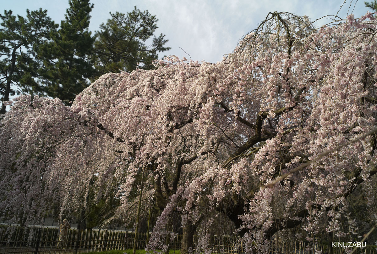 2010年京都御苑の早咲きの桜
