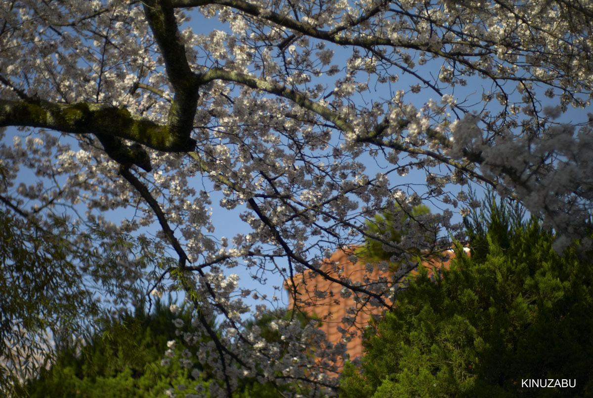 2010年山科疎水の桜