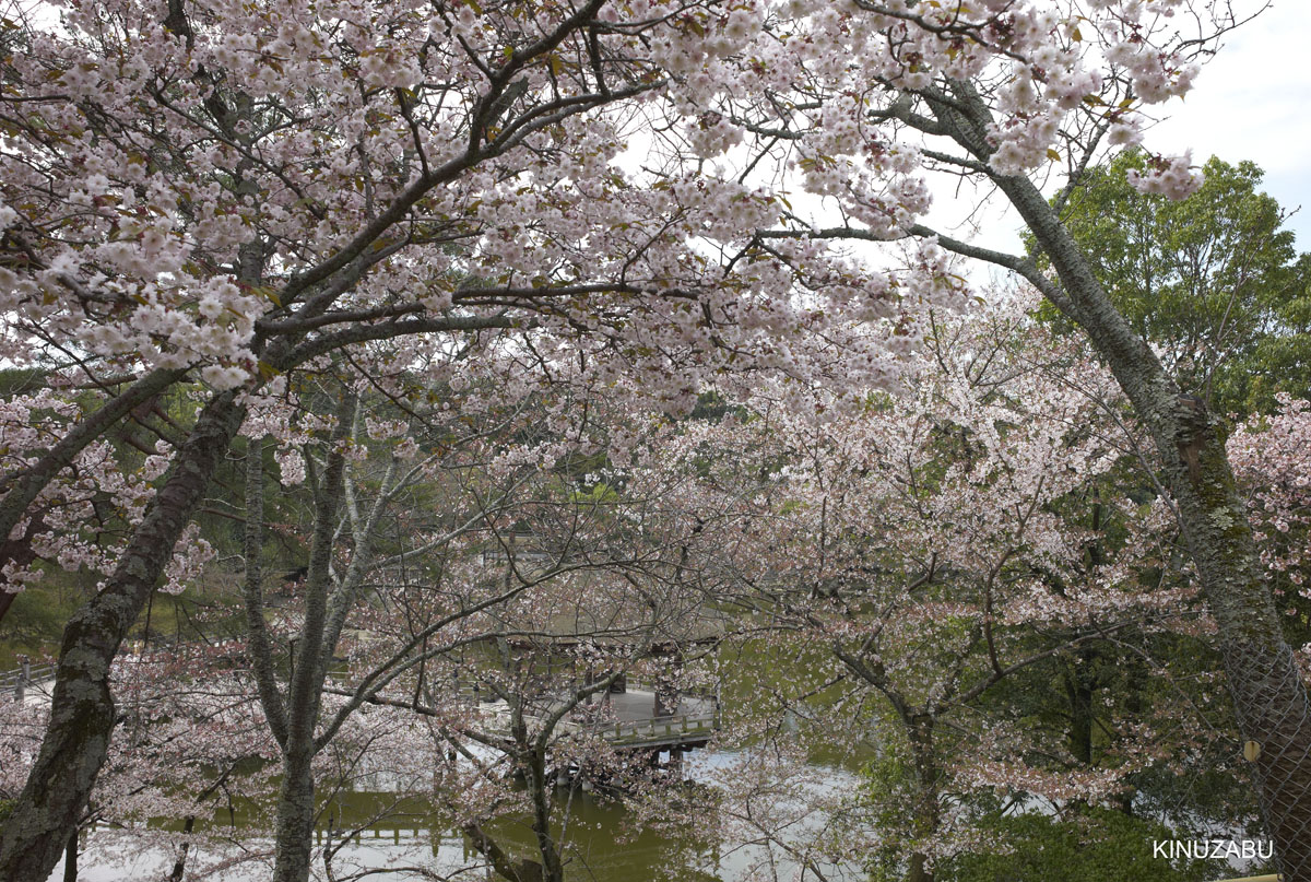 2010年奈良公園の山桜、九重桜