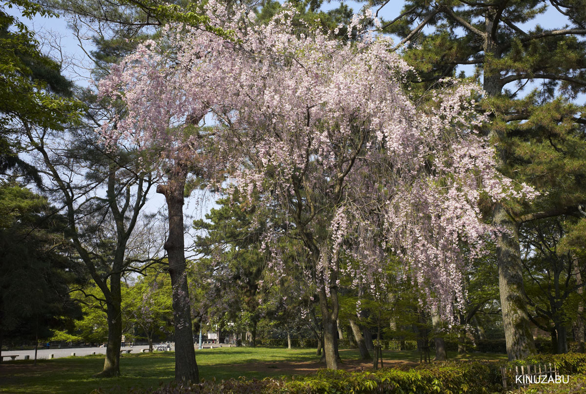 2010年京都御苑の八重桜