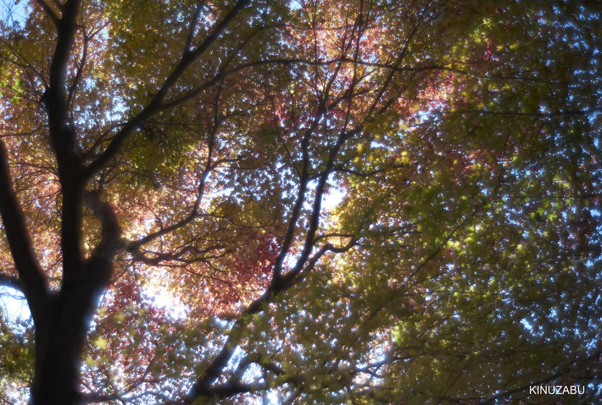 2010年嵯峨嵐山の紅葉