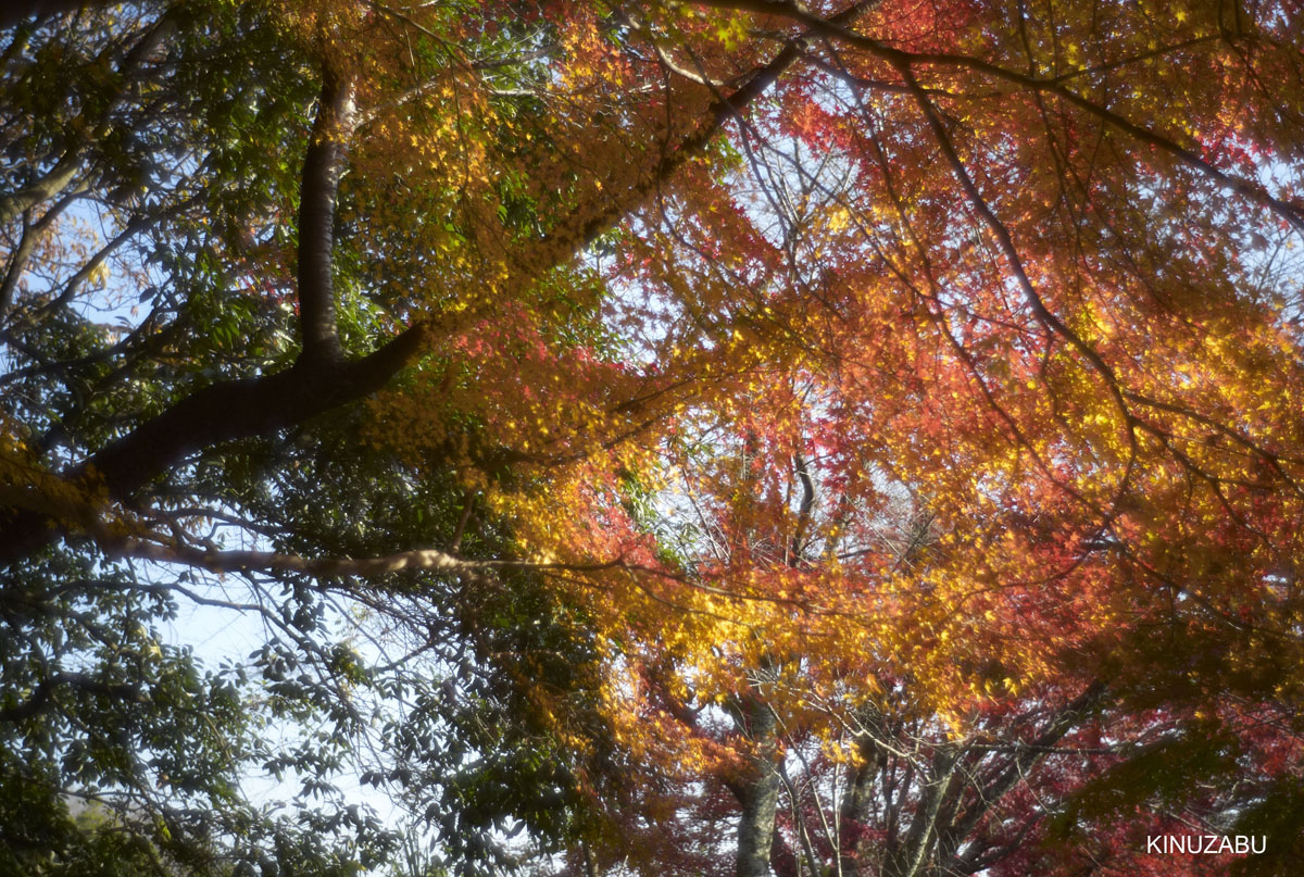 2010年嵯峨嵐山の紅葉