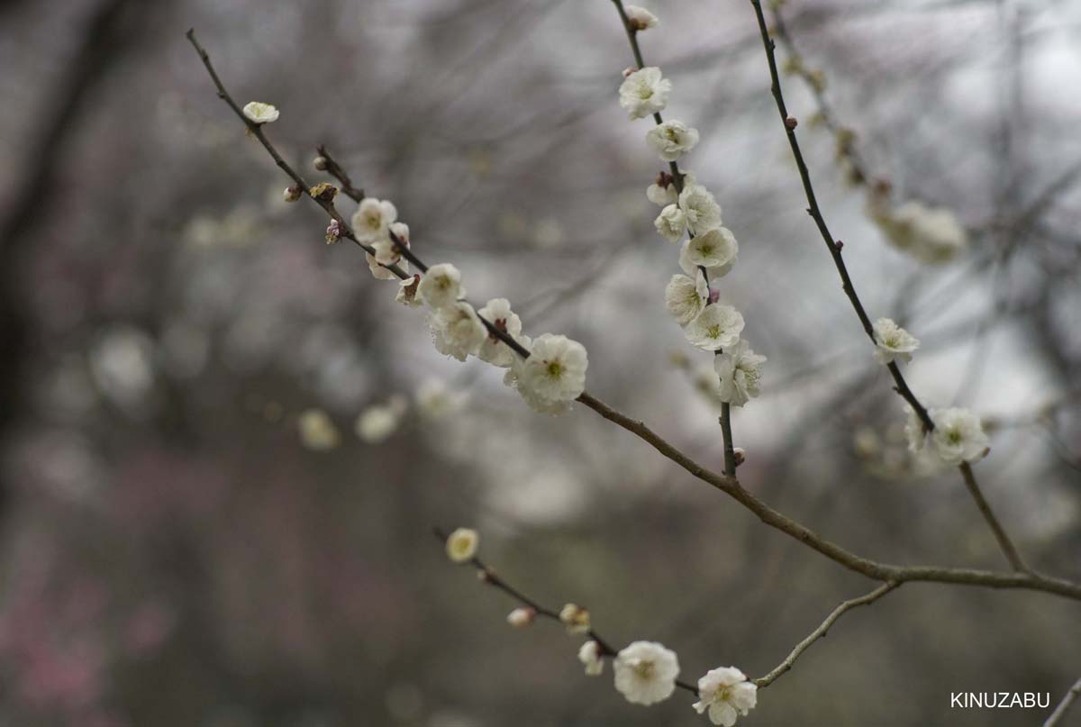 京都御苑の梅と街歩き
