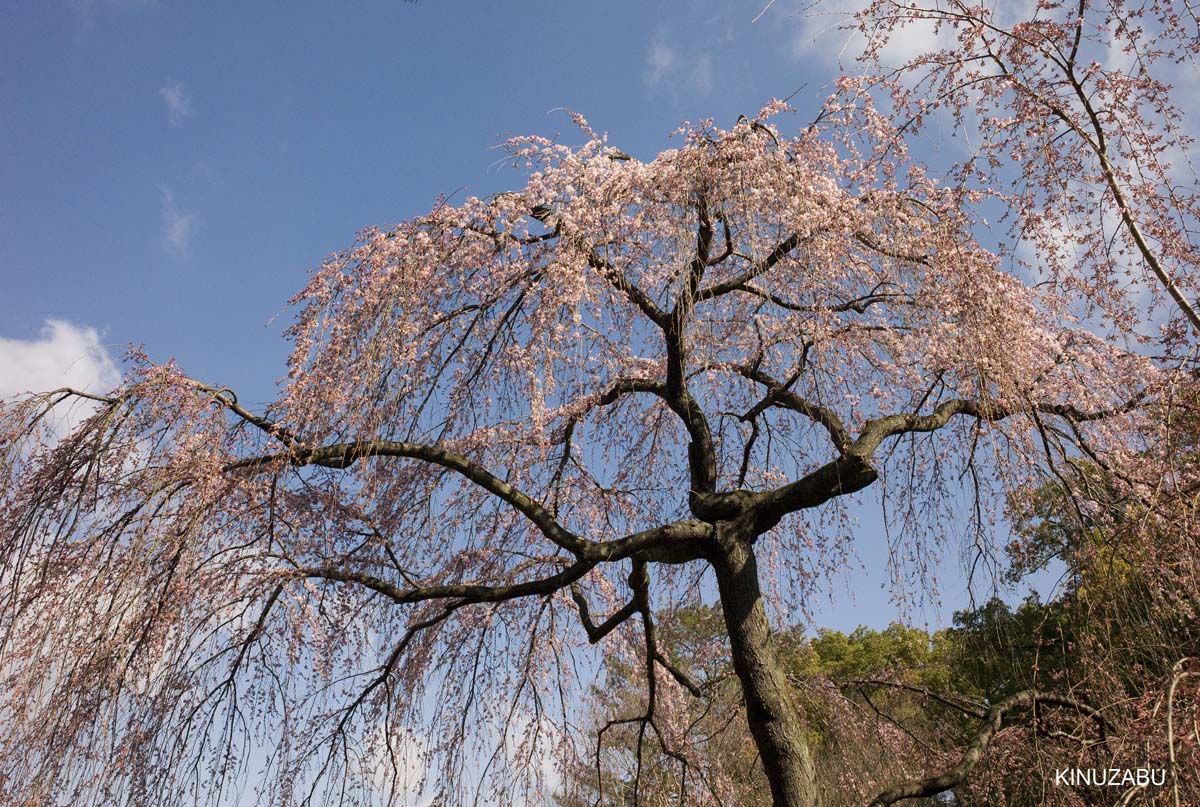 京都御苑の早咲きの桜と桃の花