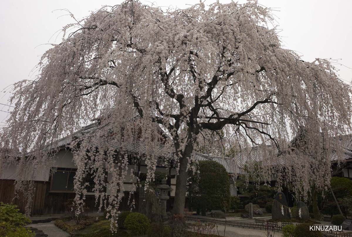 京都：本満寺の枝垂桜と京都御苑の桜