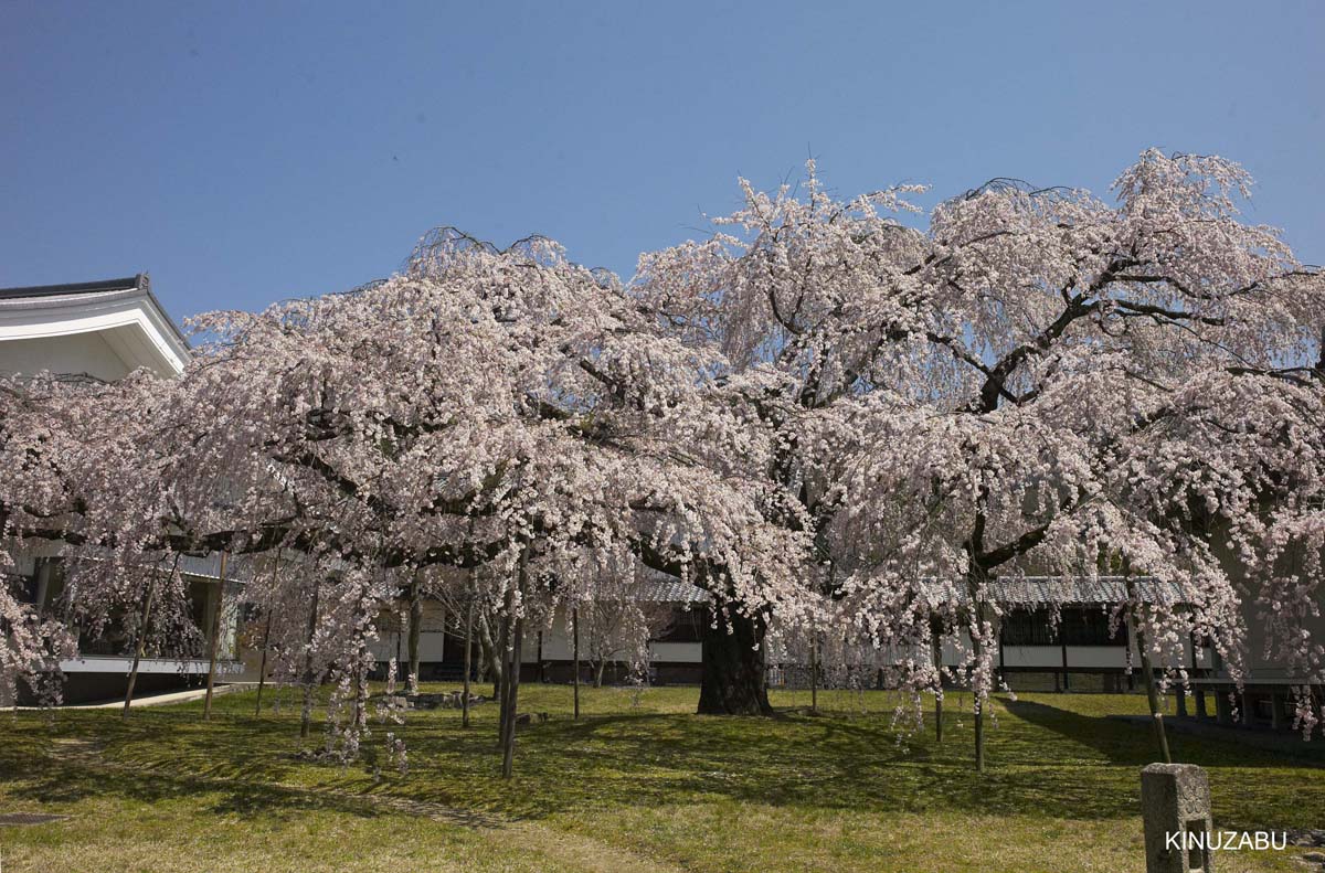 京都醍醐寺の桜：霊宝館