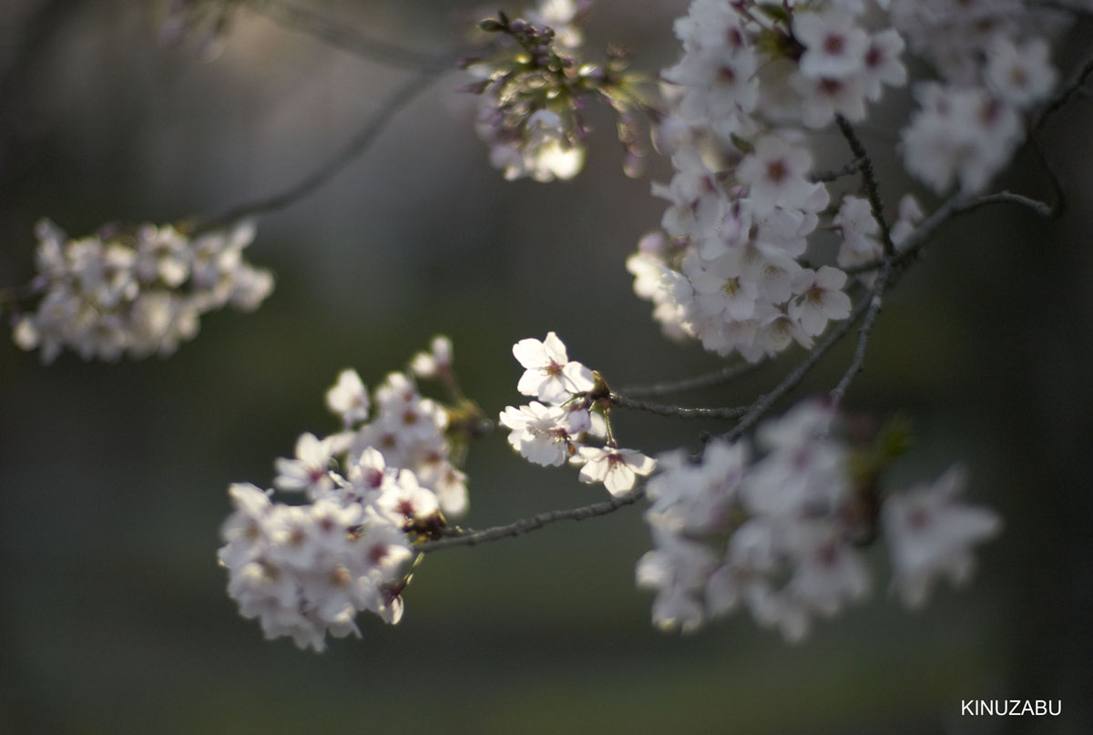 京都：インクライン-南禅寺-黒谷-岡崎の桜