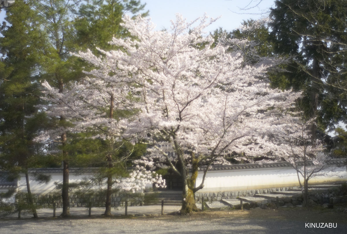 京都インクライン～岡崎の桜