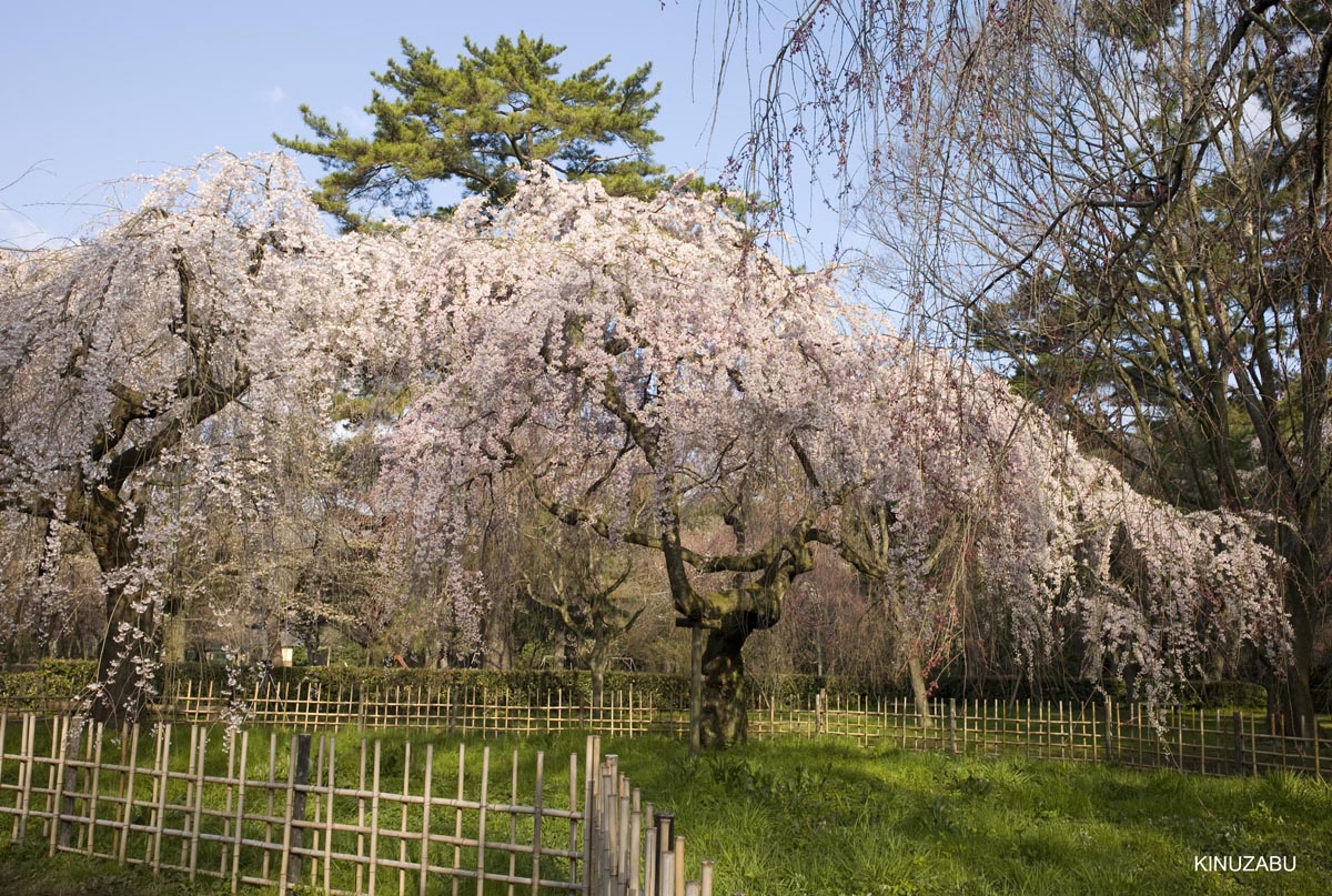京都、九条邸跡の桜、京都御苑、千本釈迦堂、立本寺