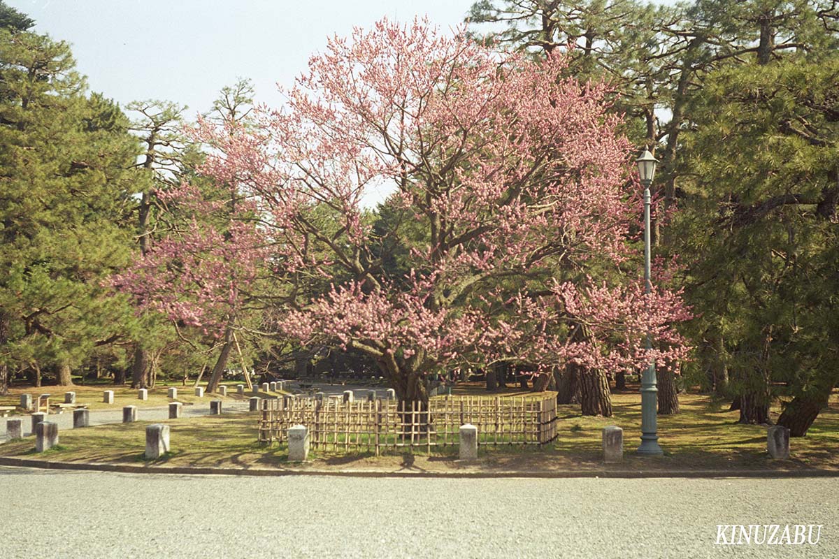 京都御苑の梅で春爛漫：Leitz Elmar f=5cm 1:3.5で撮影