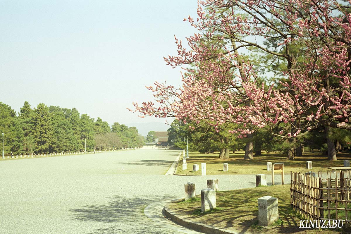 京都御苑の梅で春爛漫：Leitz Elmar f=5cm 1:3.5で撮影