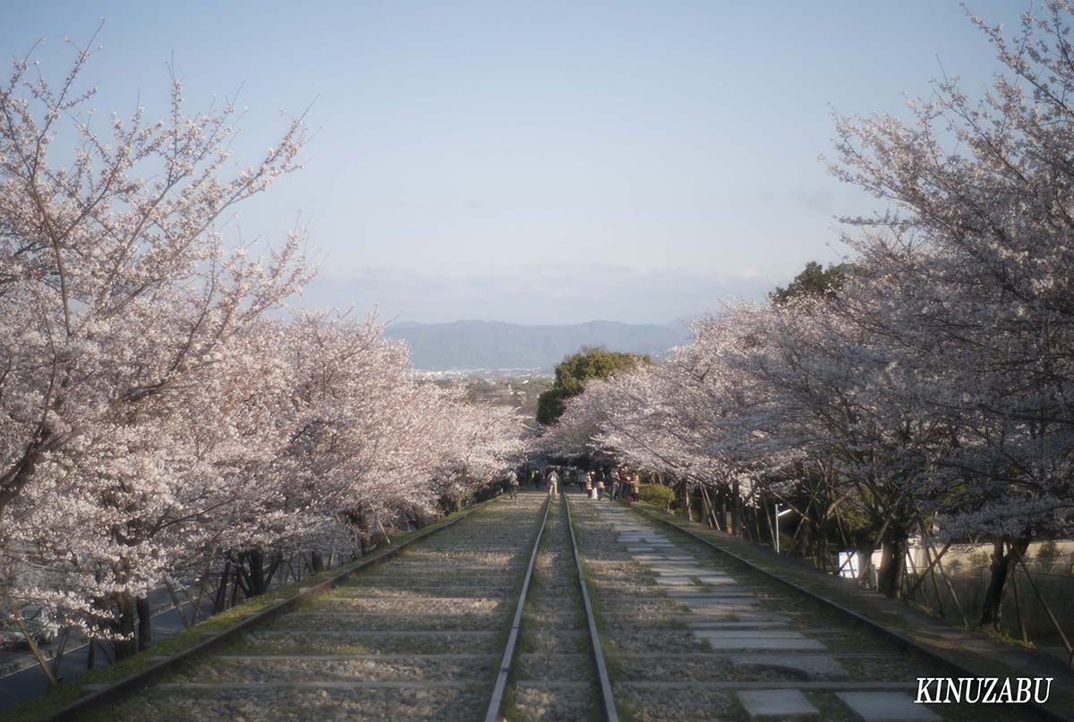 京都御苑の早咲きの桜、糸桜など