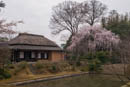 京都、大津の桜2014