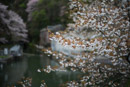 京都、南禅寺から御苑の桜