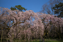 京都、大津の桜。2017年