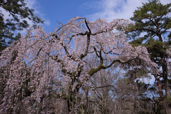 京都、大津、吉野の桜。2024年
