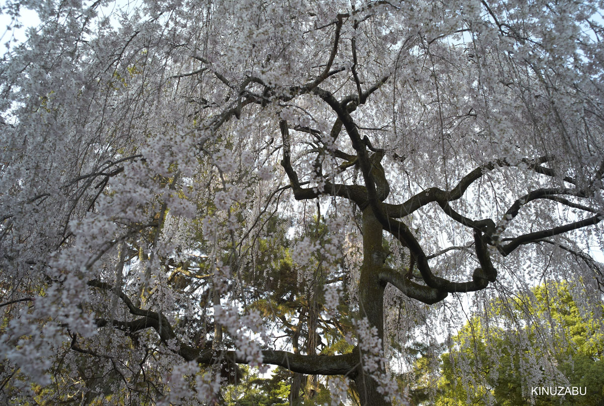 2009年京都御苑の早咲きの桜