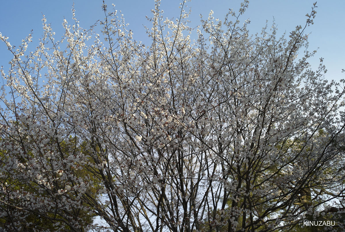 2009年京都御苑の早咲きの桜