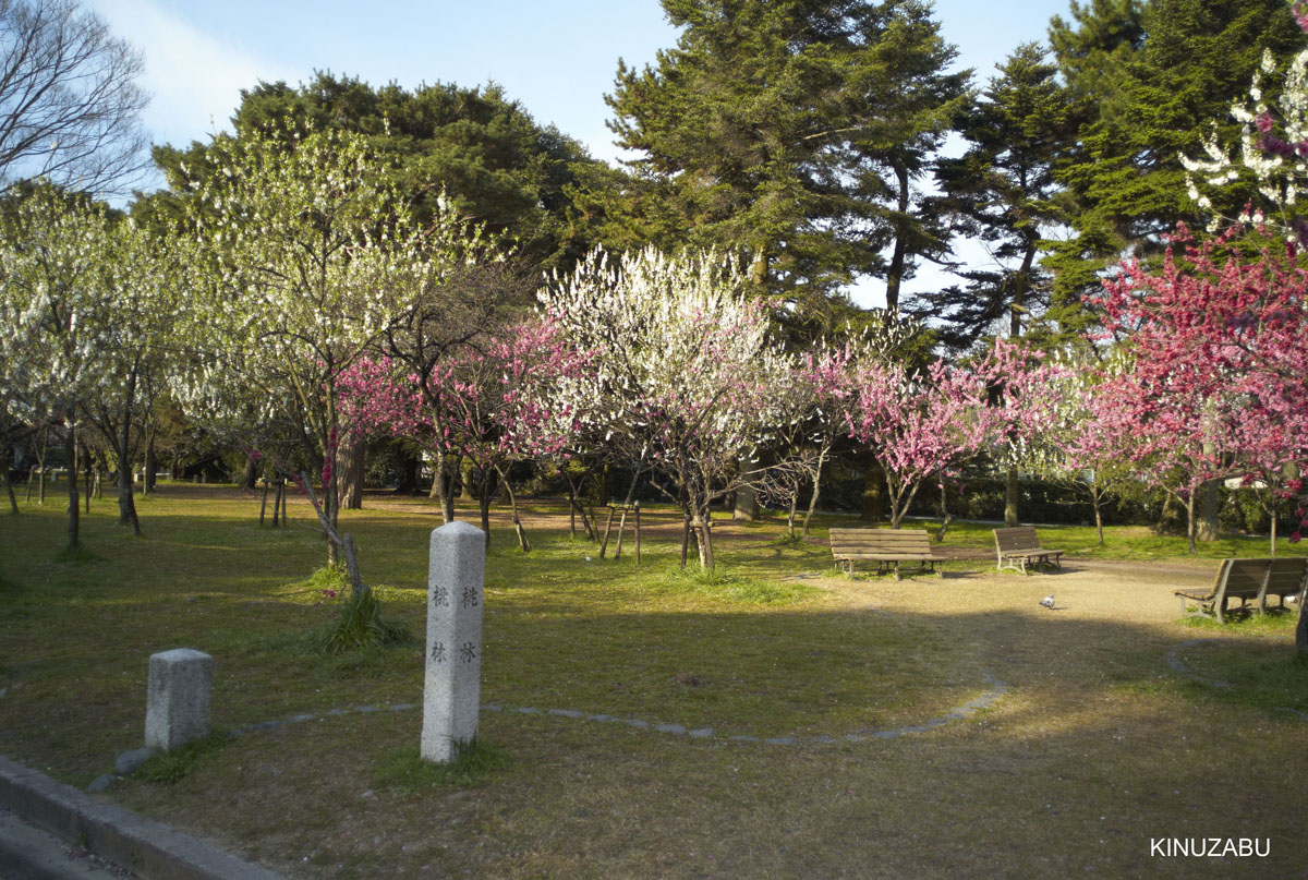 2009年京都御苑の早咲きの桜