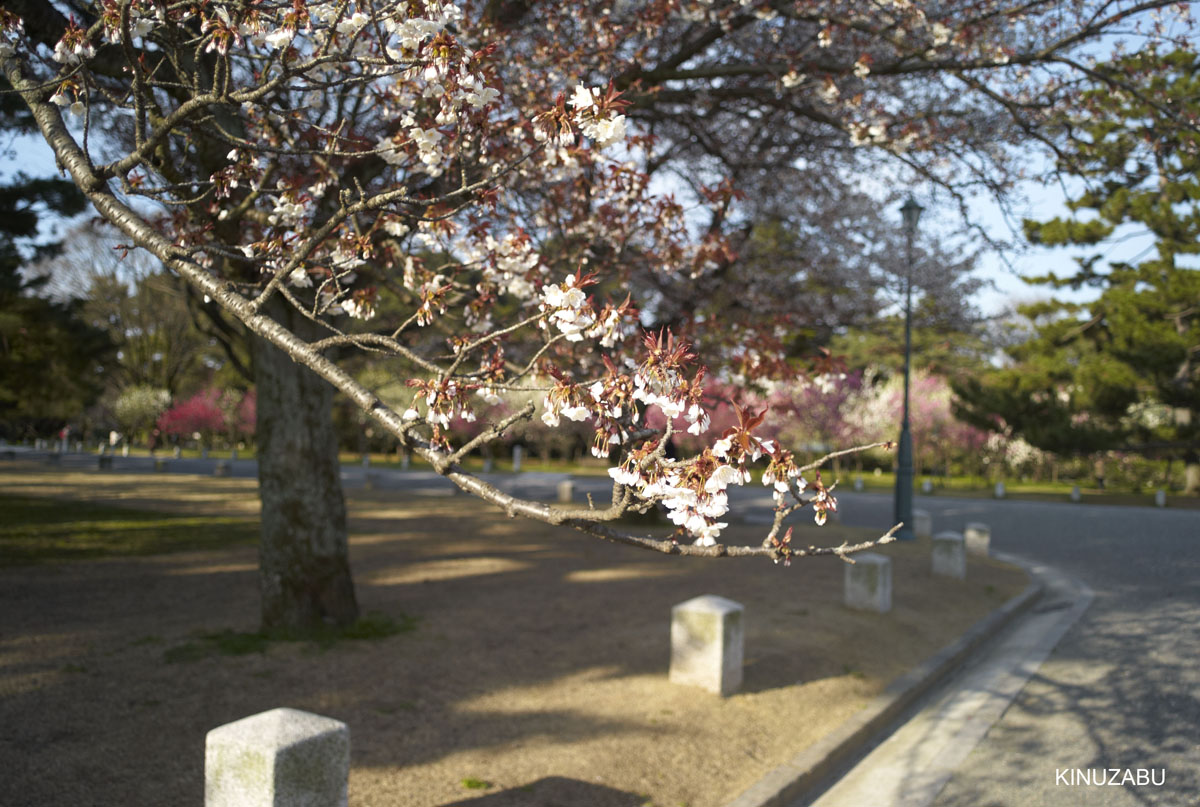 2009年京都御苑の早咲きの桜