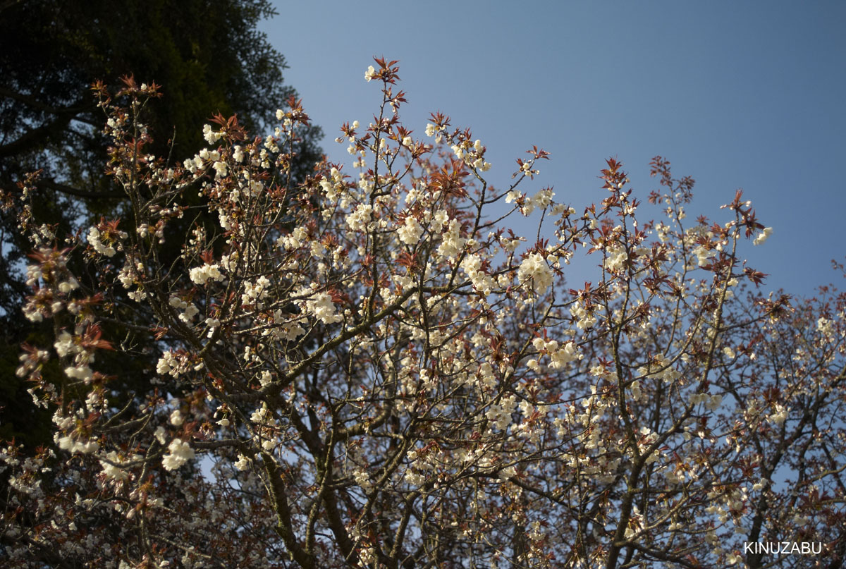 2009年京都御苑の早咲きの桜