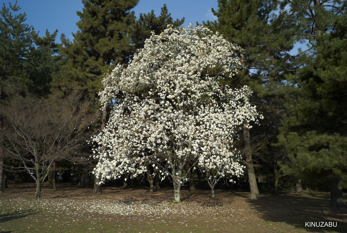 2009年京都御苑の早咲きの桜