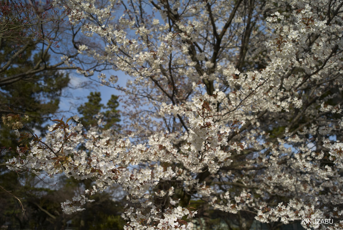 2009年京都御苑の早咲きの桜