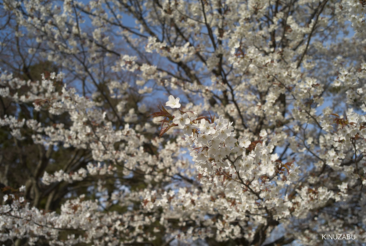 2009年京都御苑の早咲きの桜