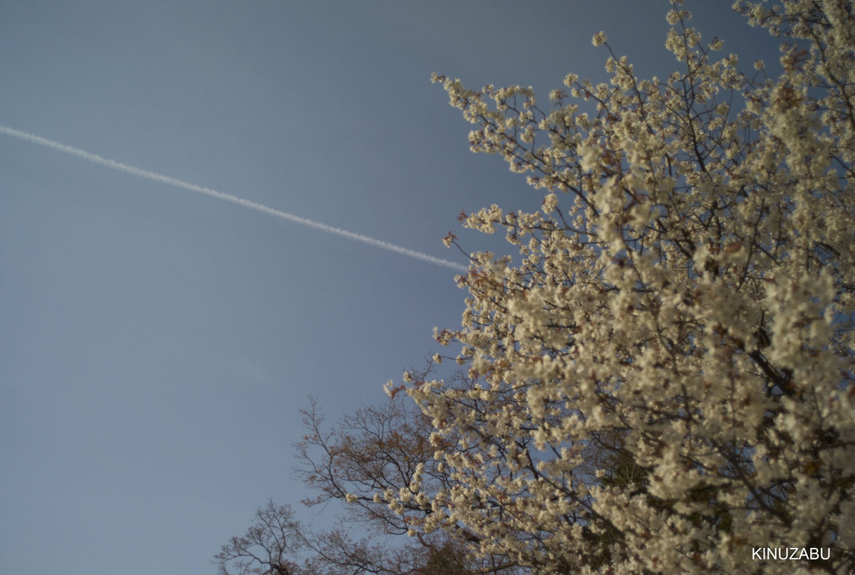 2009年京都御苑の早咲きの桜