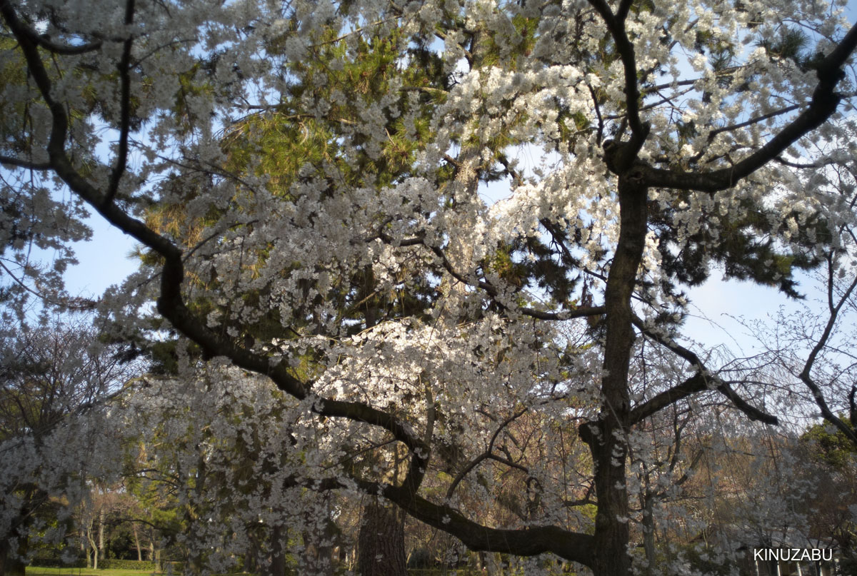 2009年京都御苑の早咲きの桜