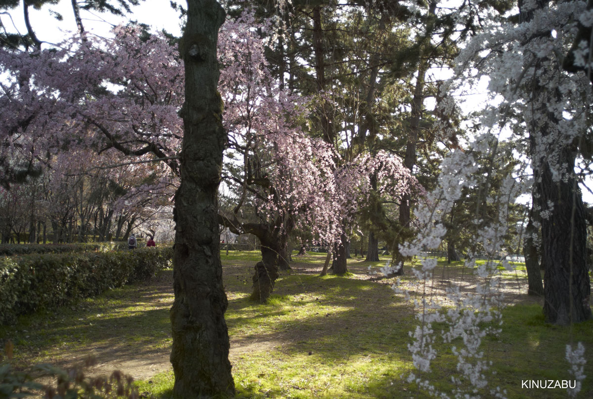 2009年京都御苑の早咲きの桜