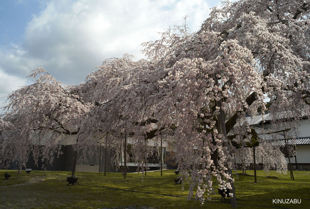 2009年京都醍醐寺霊宝館の桜