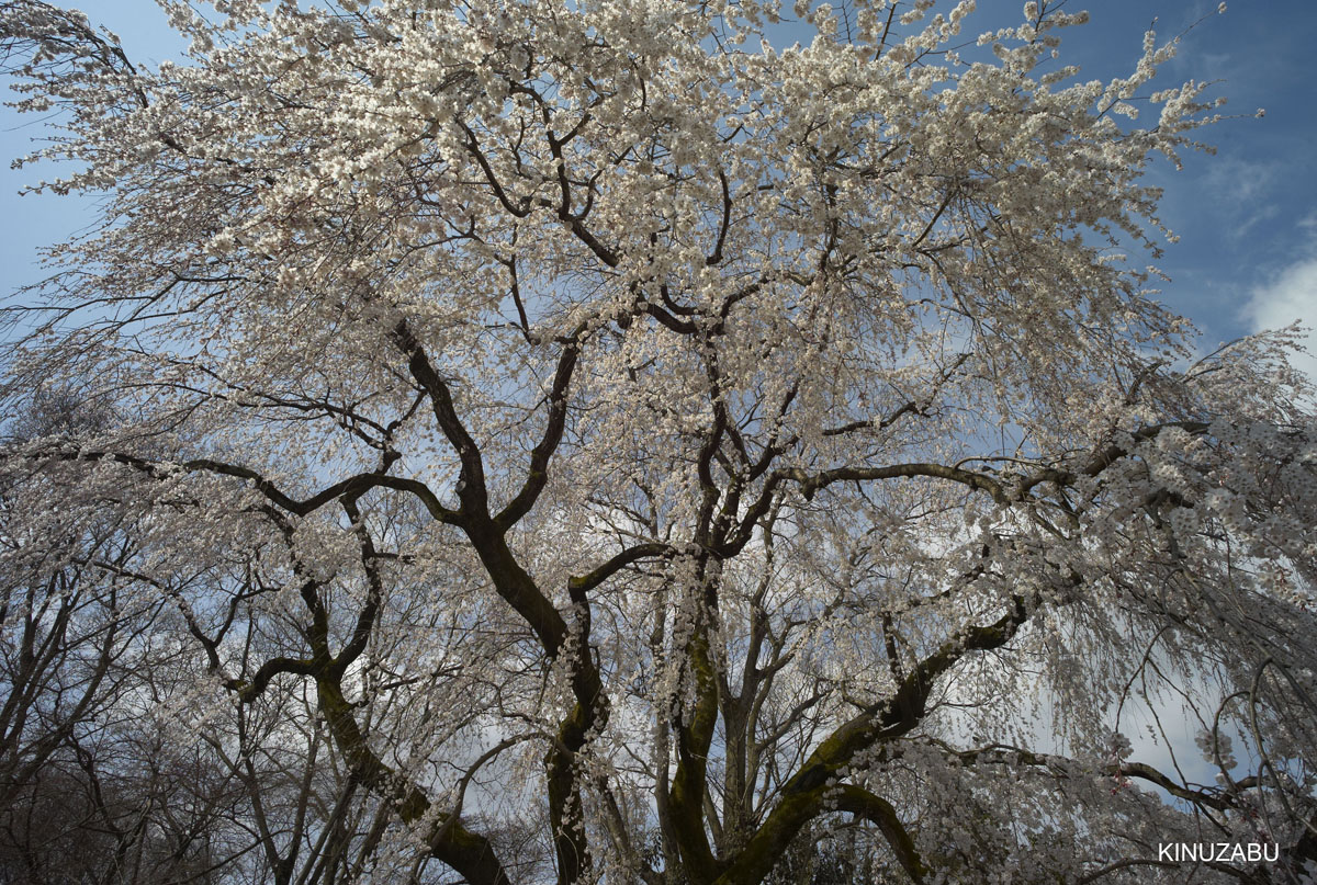 2009年京都醍醐寺霊宝館の桜