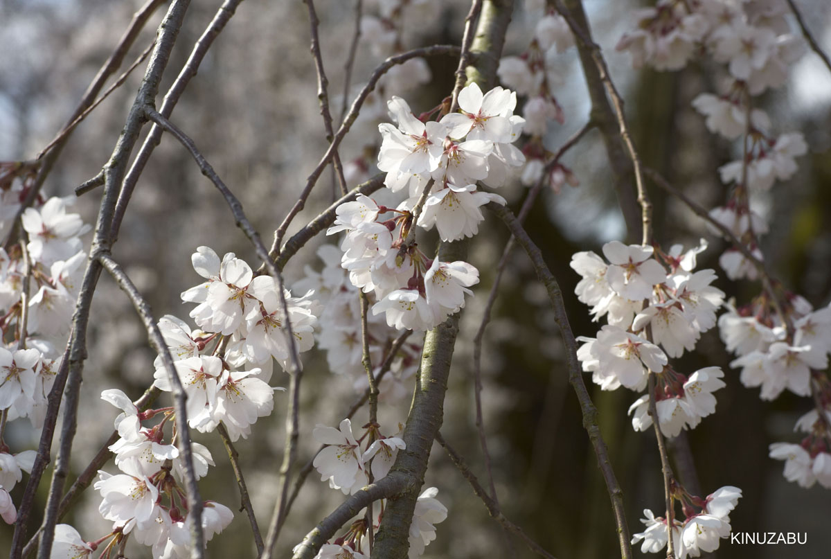 2009年京都醍醐寺霊宝館の桜