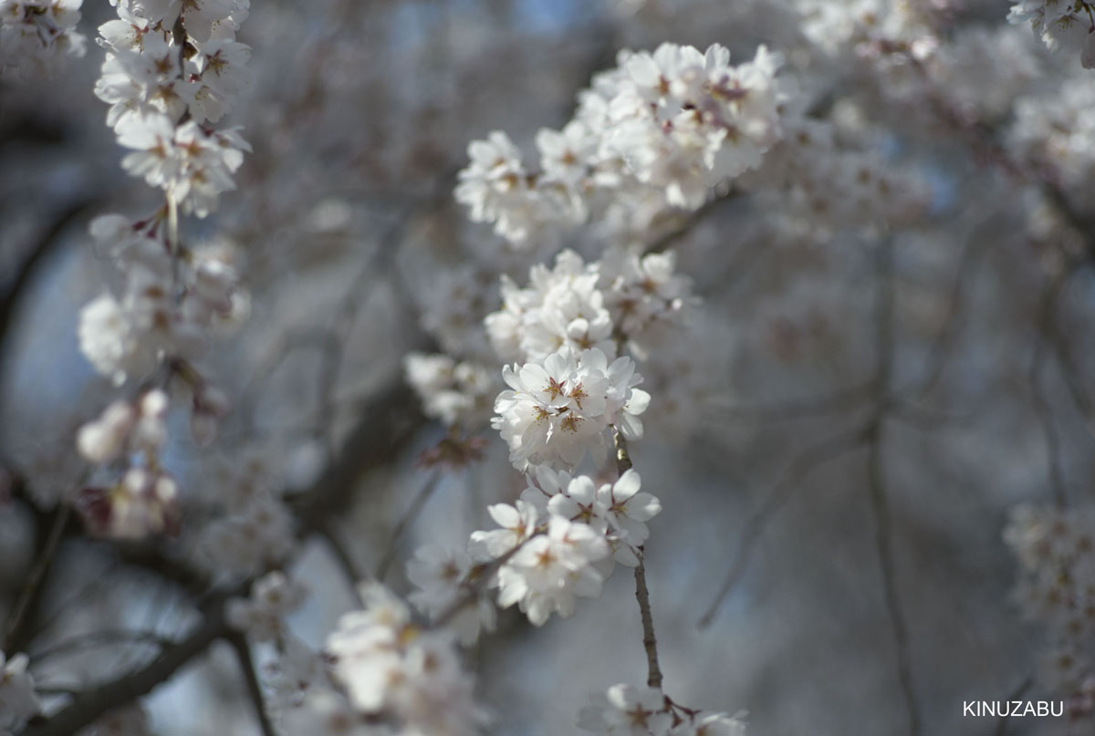 2009年京都醍醐寺霊宝館の桜