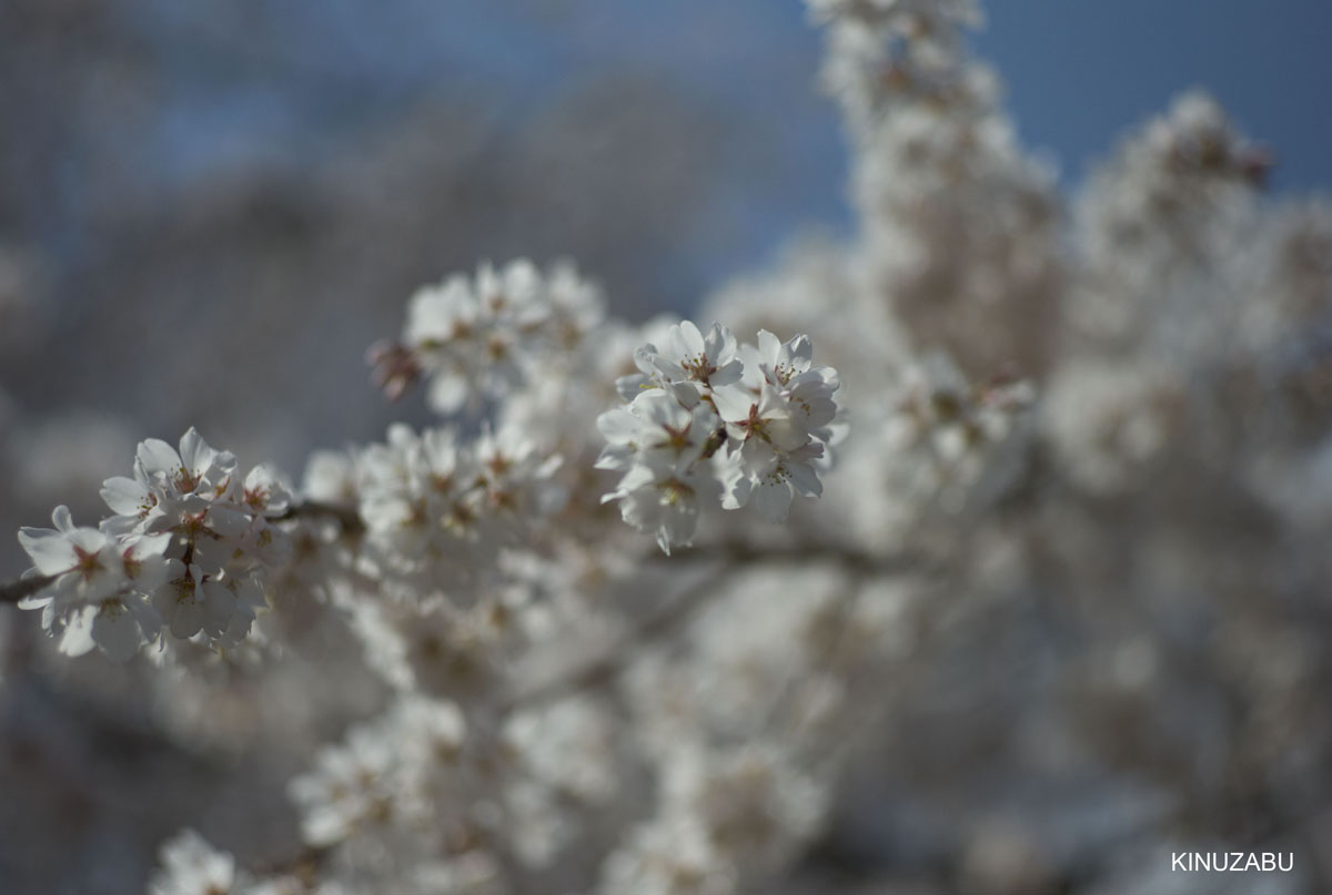 2009年京都醍醐寺霊宝館の桜