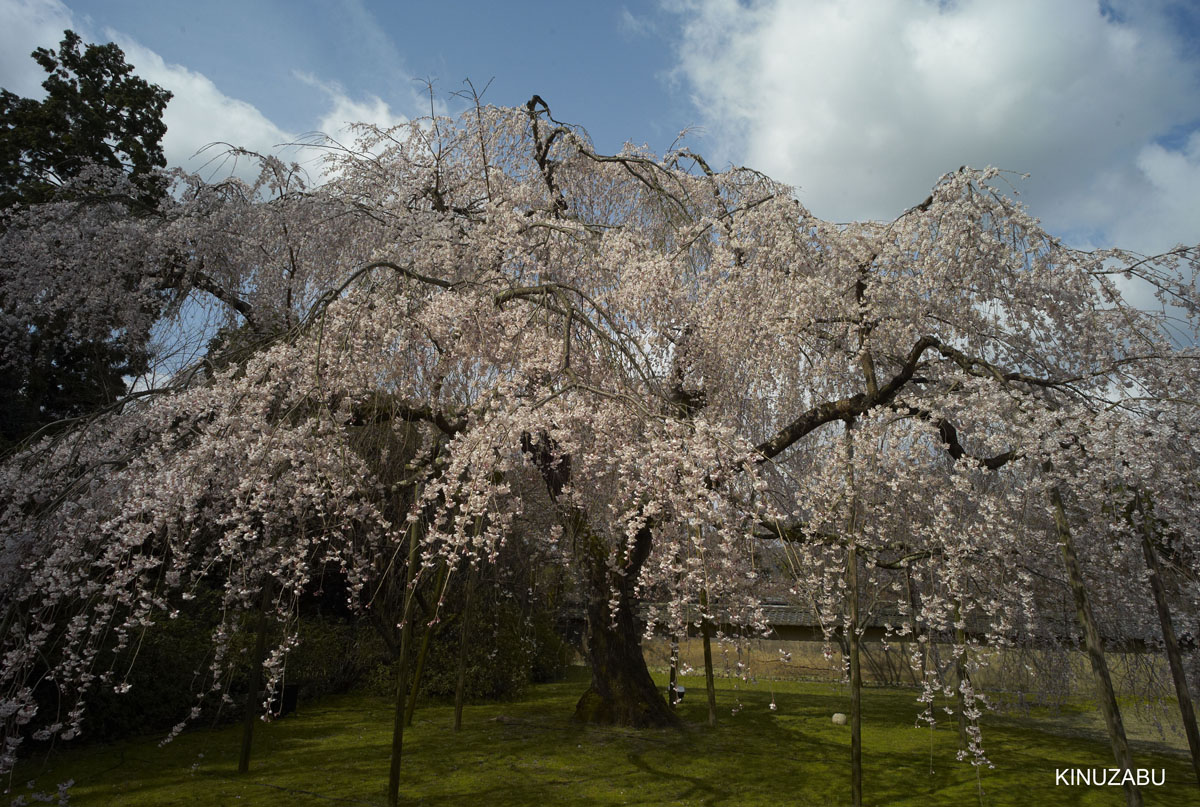 2009年京都醍醐寺霊宝館の桜