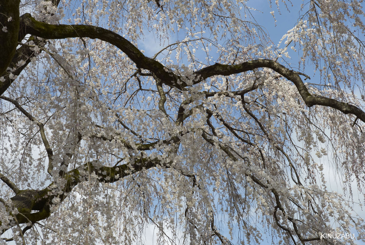 2009年京都醍醐寺霊宝館の桜