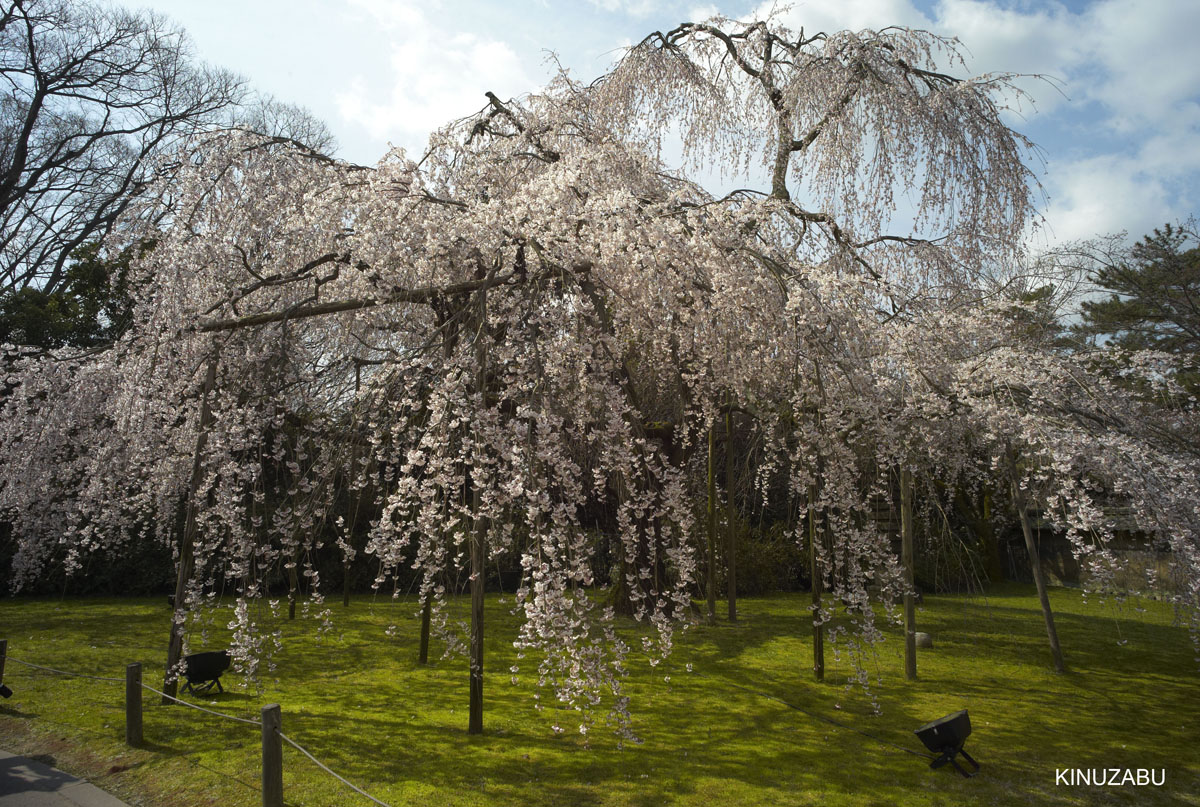 2009年京都醍醐寺霊宝館の桜