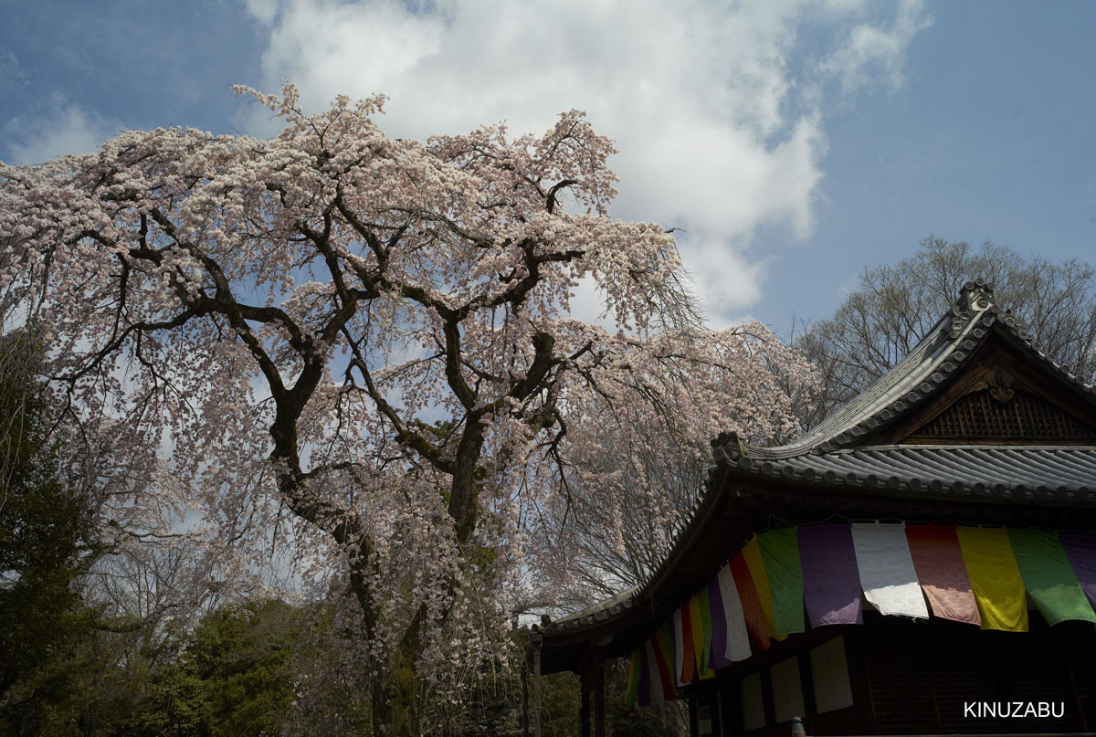 2009年京都醍醐寺霊宝館の桜