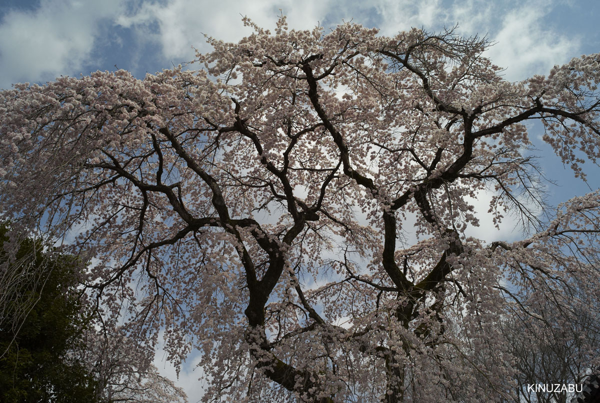 2009年京都醍醐寺霊宝館の桜