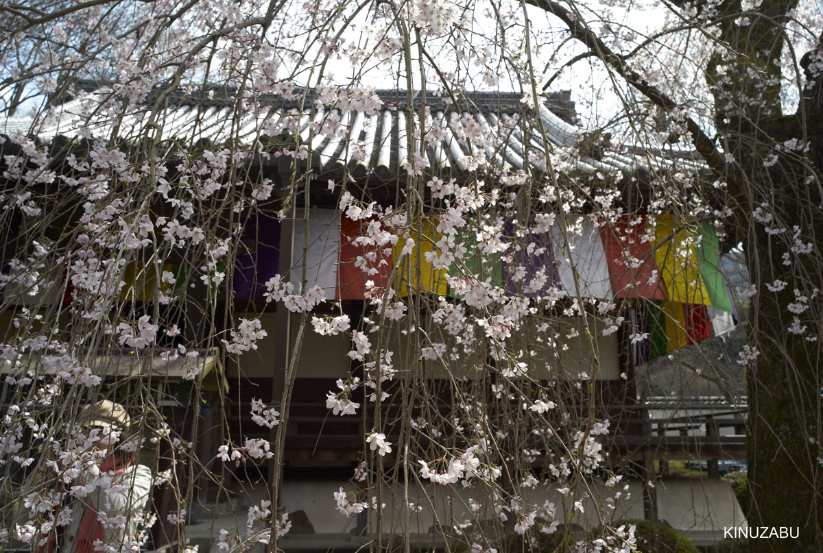 2009年京都醍醐寺霊宝館の桜