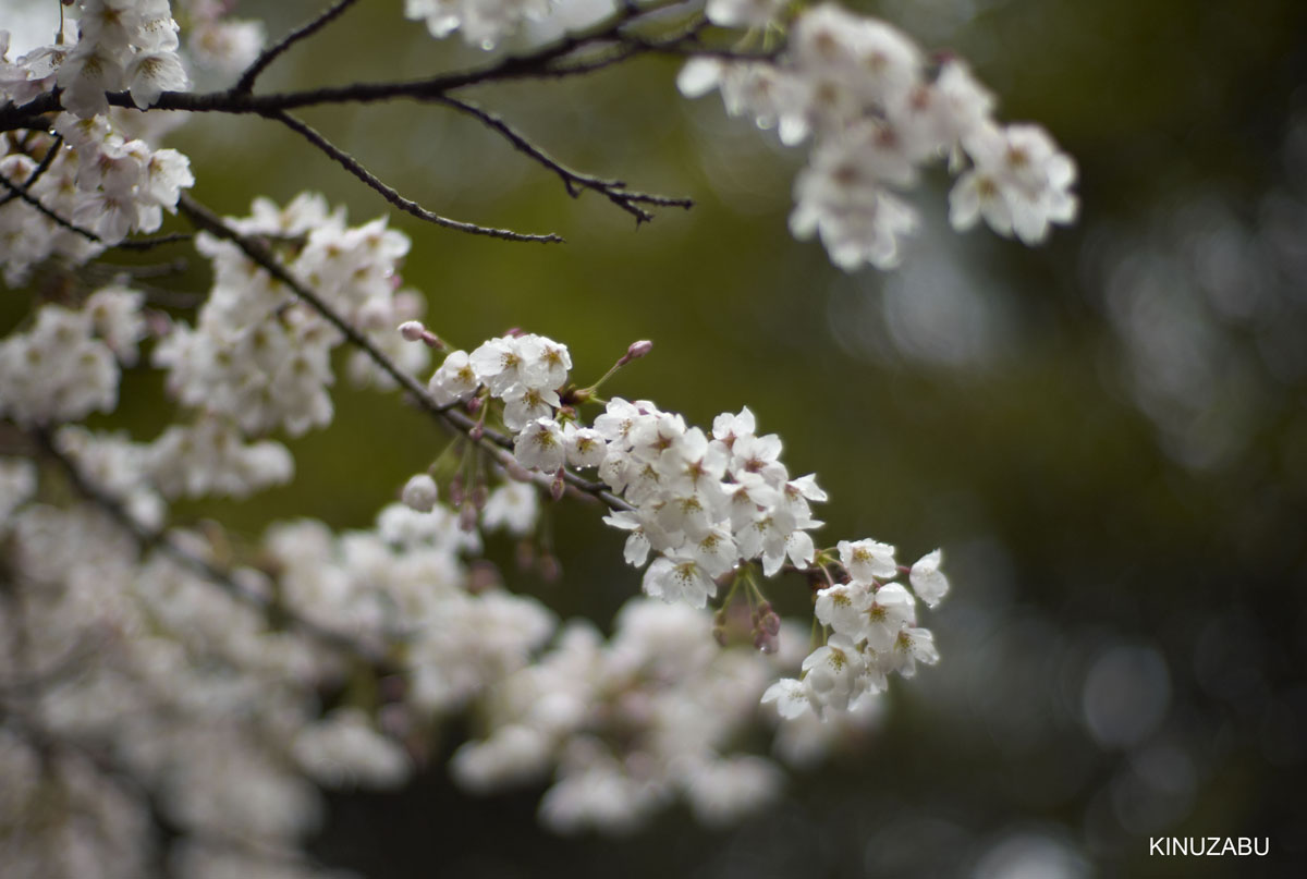 2009年京都インクライン-南禅寺-黒谷の桜