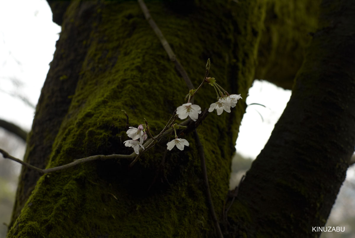 2009年京都インクライン-南禅寺-黒谷の桜