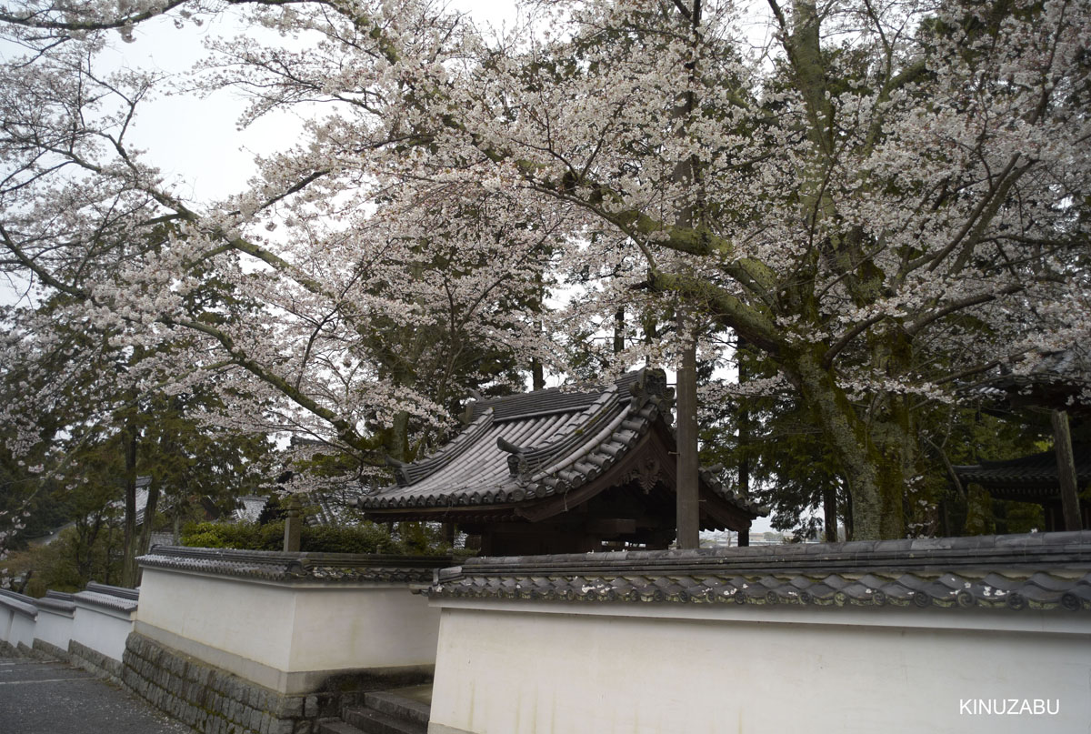 2009年京都インクライン-南禅寺-黒谷の桜