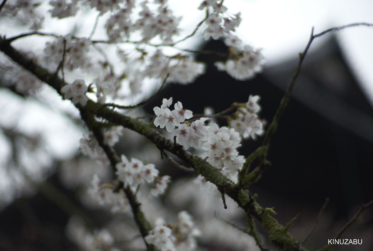 2009年京都インクライン-南禅寺-黒谷の桜